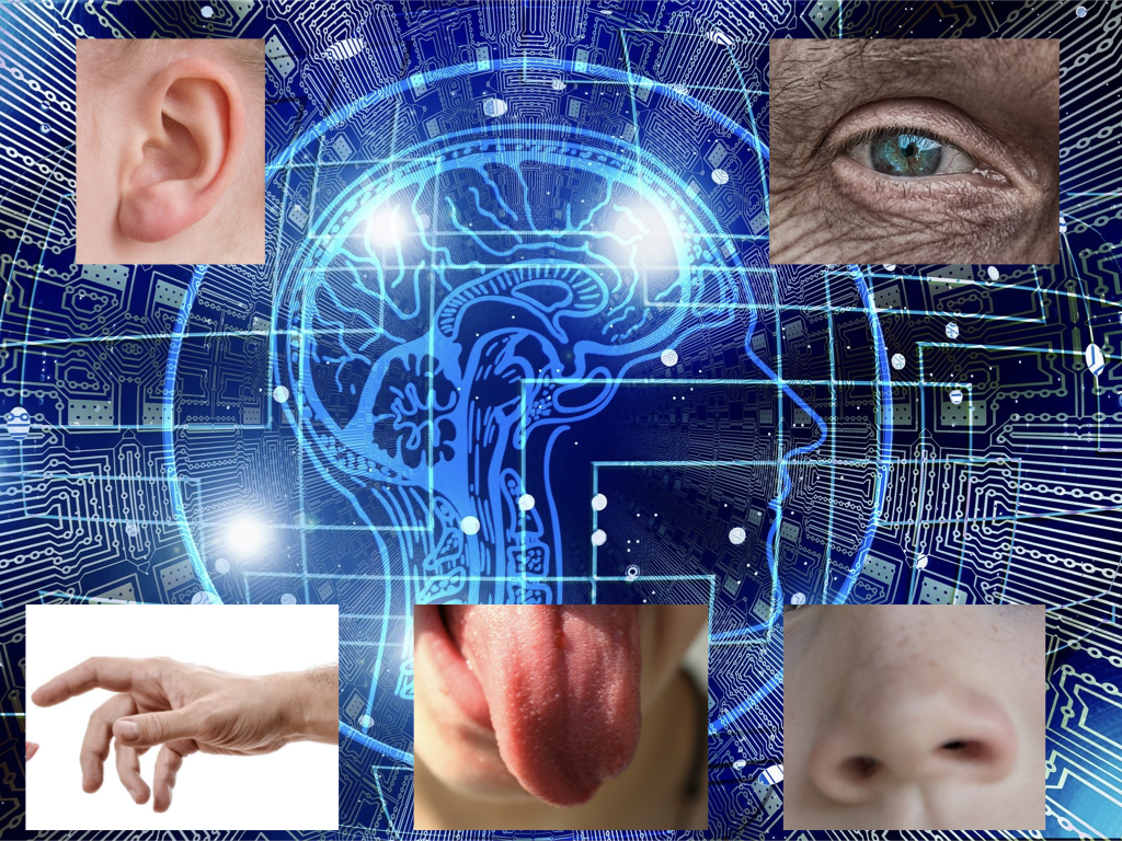 幼児期に大切な五感の刺激！脳の成長に直結！｜生活とお金のメモ帳